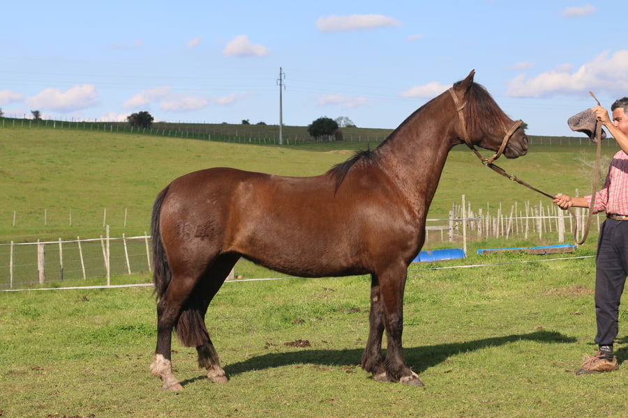 Lote SANTA GLORIA SUERTE NEGRA