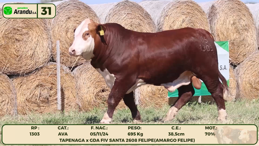 Lote LOTE 31