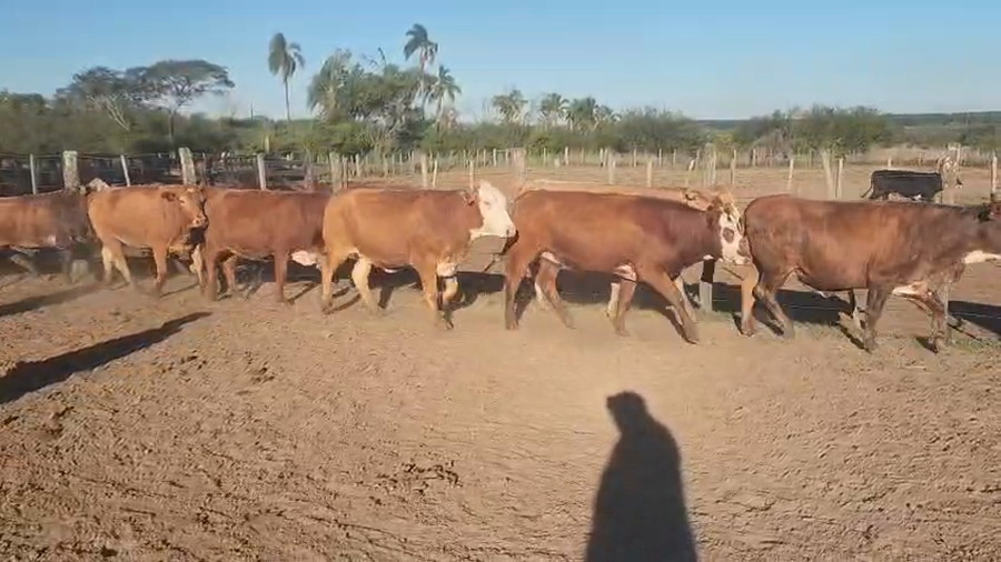 Lote 38 Vaquillonas