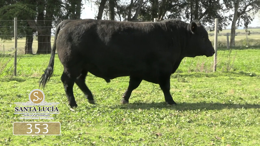 Lote Angus