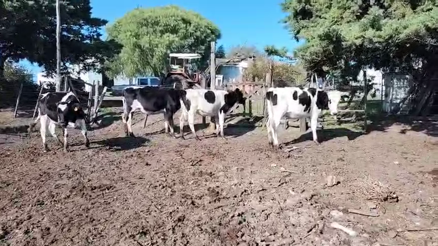 Lote 4 Vaquillonas  a remate en Pantalla Camy, San José