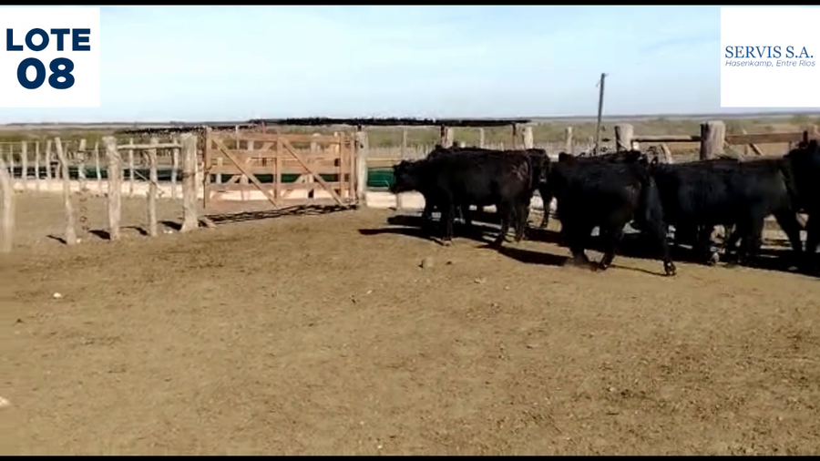 Lote Lote 8  - Servis SA: Vaquillas para entorar