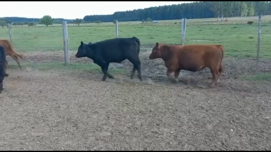 Lote 70 Terneros/as en Concordia, Entre Ríos