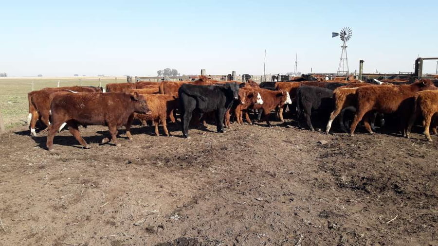 Lote 73 Terneros en Gral. Lamadrid, Buenos Aires