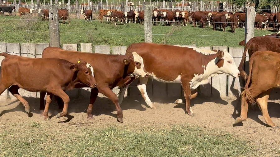 Lote 130 Terneras en Corrientes, San Roque