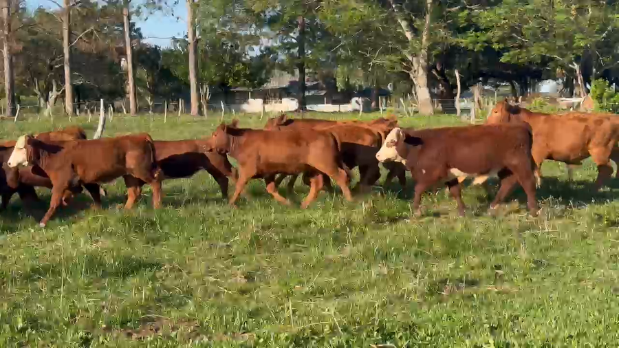 Lote 140 Terneros/as en Corrientes, Paso de Los Libres