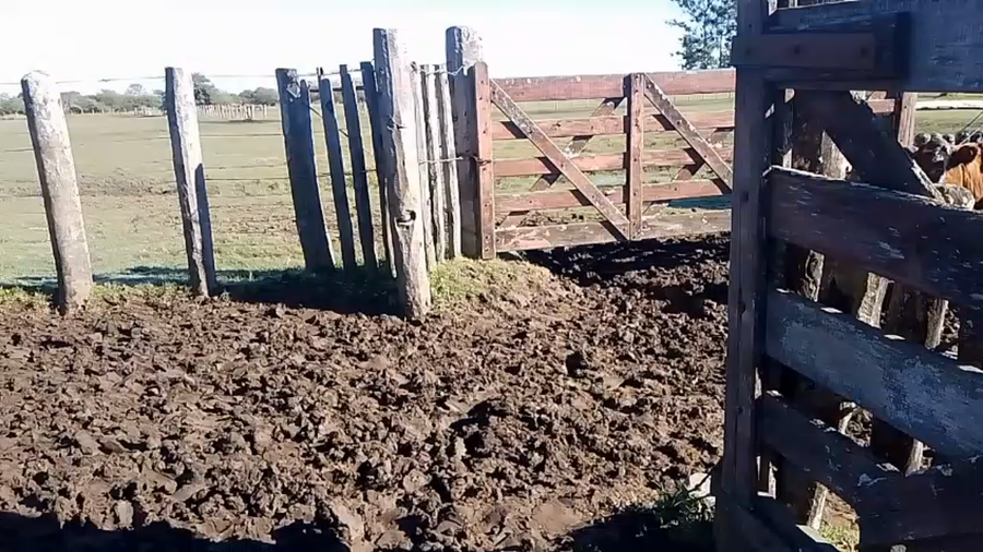 Lote 81 Vacas usadas preñadas