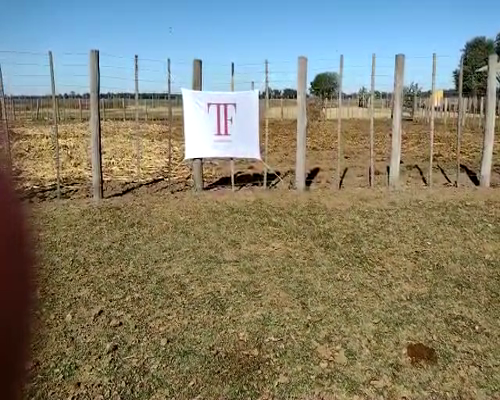 Lote 53 terneras - Tres Isletas Pcia Chaco