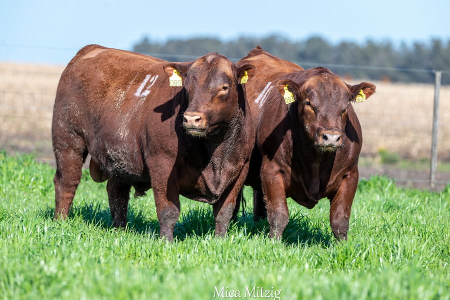 Lote TORO ANGUS P.C.