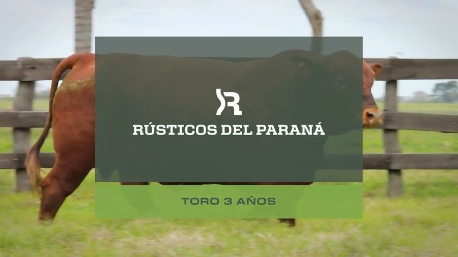 Lote Toro