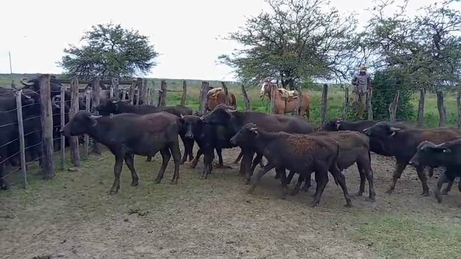 Lote 77 Búfalos