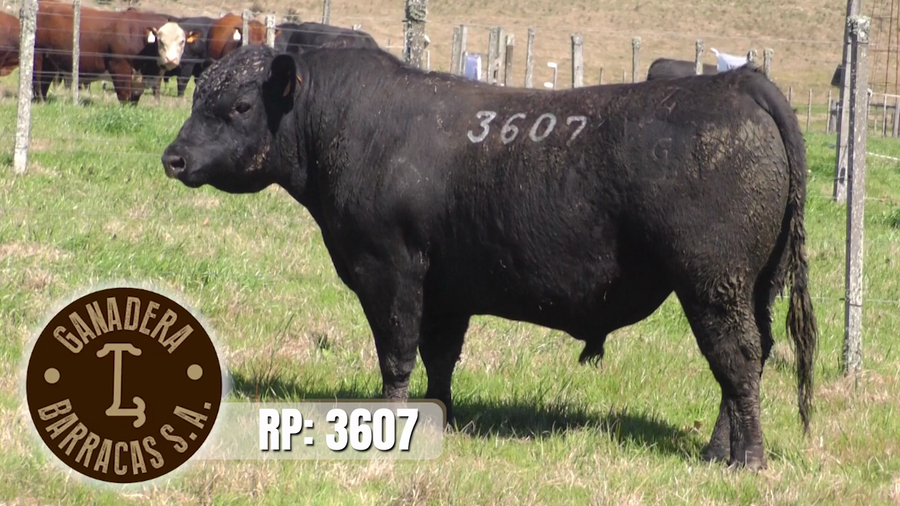 Lote (Vendido)Toros a remate en Ganadera Barracas S.A en Caraguata