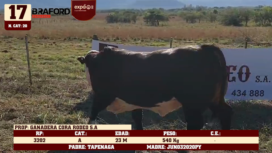 Lote LOTE 17