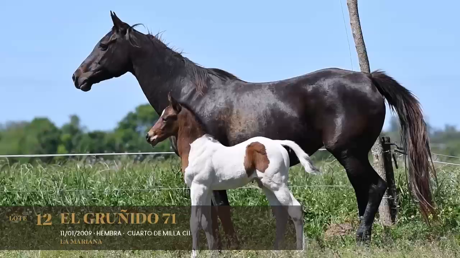 Lote El Gruñido 71