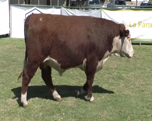 Lote Toro Polled Hereford PR - PR67 - Cabaña El Recuerdo