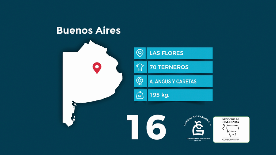 Lote 70 Terneros en Buenos Aires, Las Flores