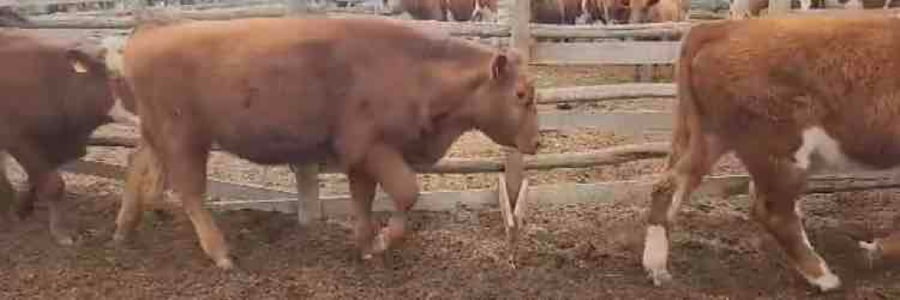 Lote 60 Novillo Engorda en La Ligua, V  Región Valparaíso