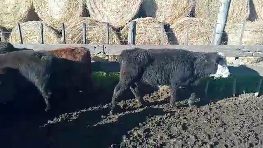 Lote 146 Terneras en La Plata, Buenos Aires