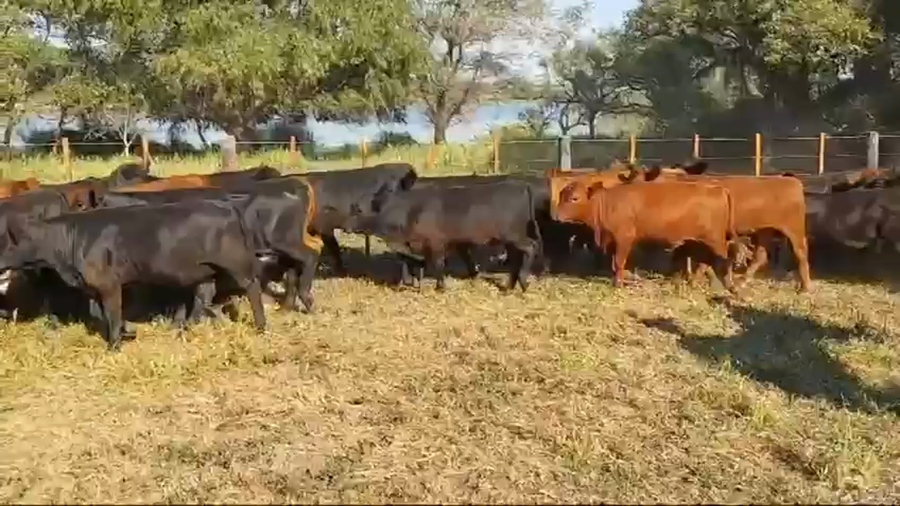 Lote 90 Terneros/as en Entre Ríos, Federal