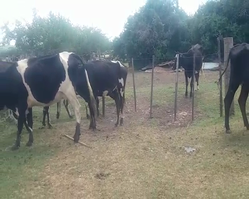 Lote (Vendido)12 Piezas de cría en VIBORAS Y VACA