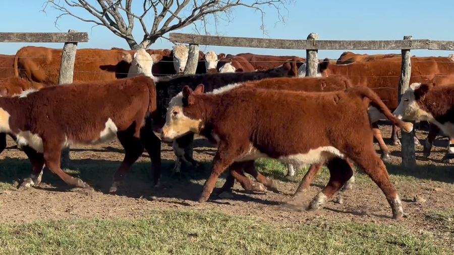 Lote 75 Terneras en Corrientes, Curuzu Cuatia