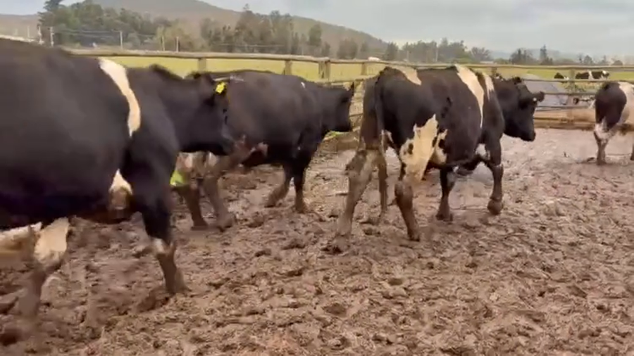 Lote 20 Novillo Gordo en Melipilla, Región Metropolitana