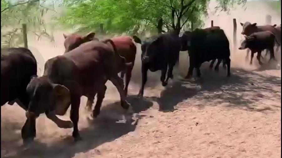 Lote 80 Novillitos en Subteniente Perín, Formosa