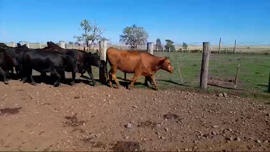 Lote 10 Vaquillonas 1 a 2 años 8 AA,  2 RA a remate en 1° Remate Virtual BALTASAR BRUM 430kg -  en BALTASAR BRUM