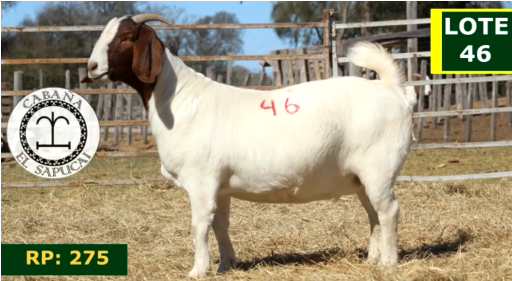 Lote CAPRINOS HEMBRAS 46