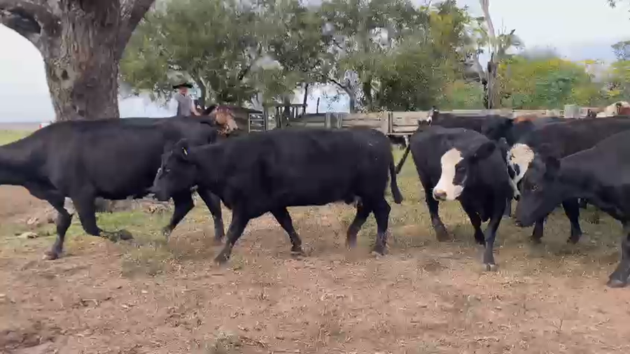 Lote 34 Vacas de invernar en Entre Ríos, Urdinarrain