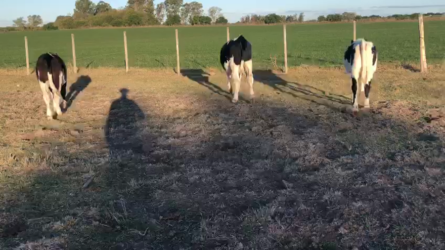 Lote 3 Terneros holando