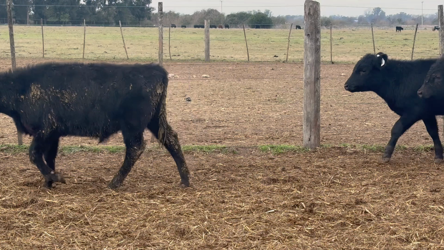 Lote 100 Terneros