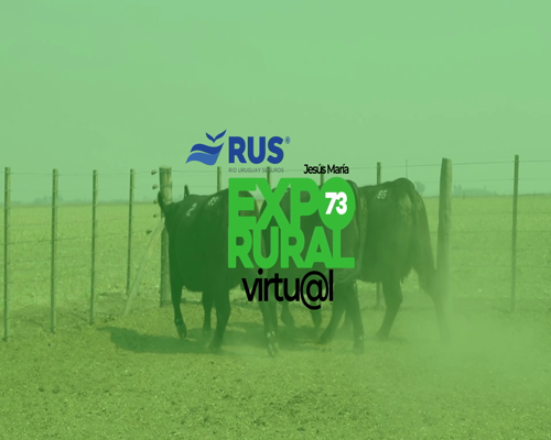 Lote VAQUILLONAS PREÑADA PP ANGUS