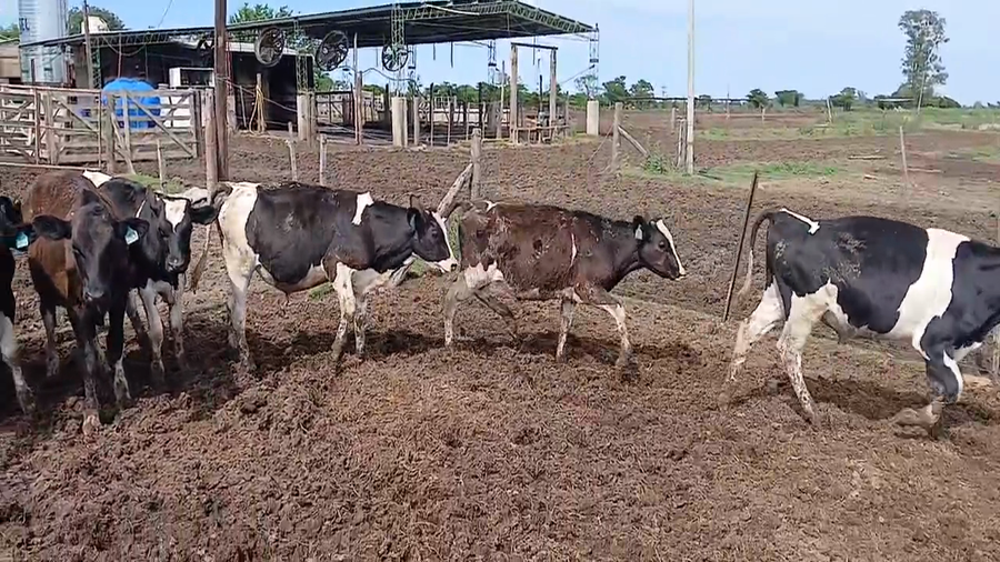 Lote 13 Terneros Holando Argentino en Sunchales, Santa Fe