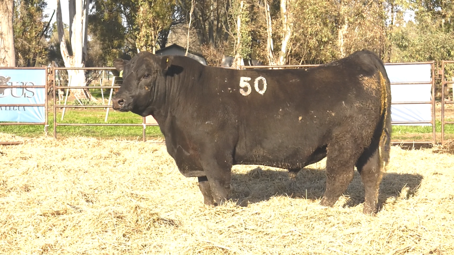 Lote TOROS ANGUS NEGROS  PC
