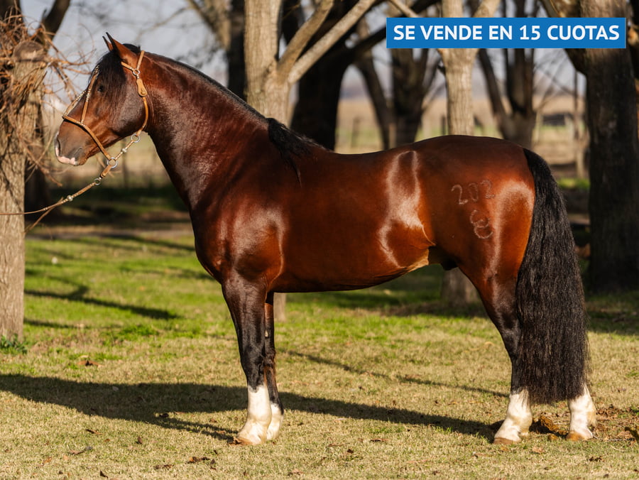 Lote IKO NACIONAL