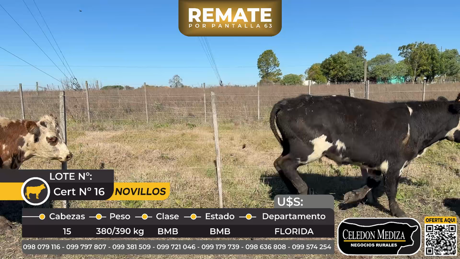 Lote 15 Novillos en  Ruta 5 km148 Piedras Coloradas, Florida
