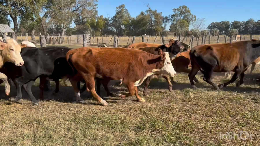 Lote 45 Vacas de invernar en Corrientes, Tatacua