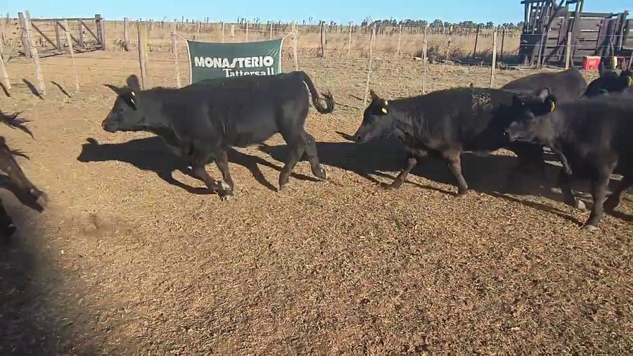 Lote 52 Terneras en Espartillar