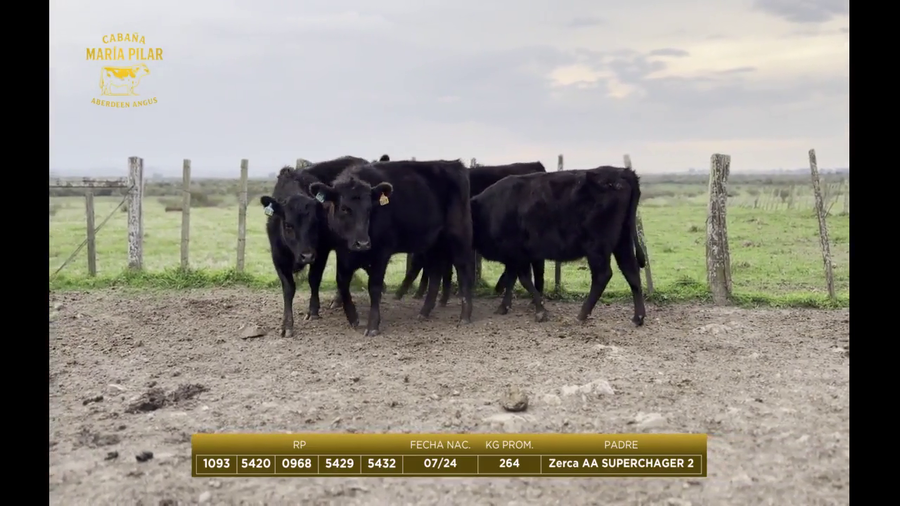 Lote Lote 1 - Maria del Pilar