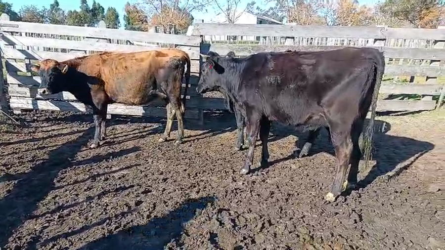 Lote 3 Vaquillonas  a remate en Pantalla Camy 450kg - , San José