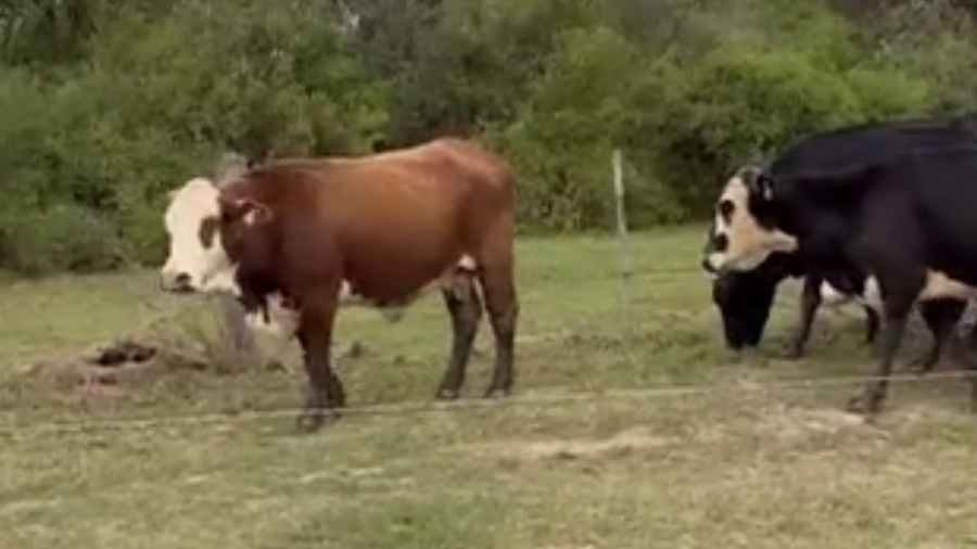 Lote 30 Vacas de invernar