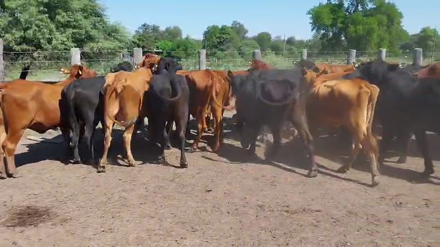 Lote 35 Vacas nuevas Preñadas en Chaco, Machagai
