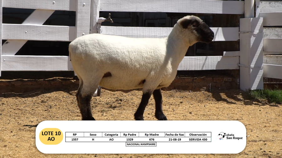 Lote Lote 10 - AO