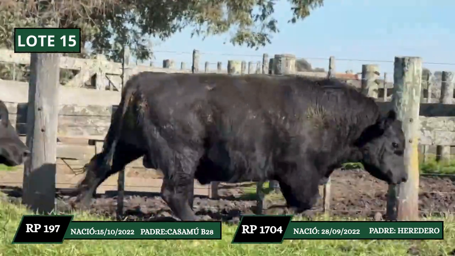 Lote TOROS DE PEDIGRRE