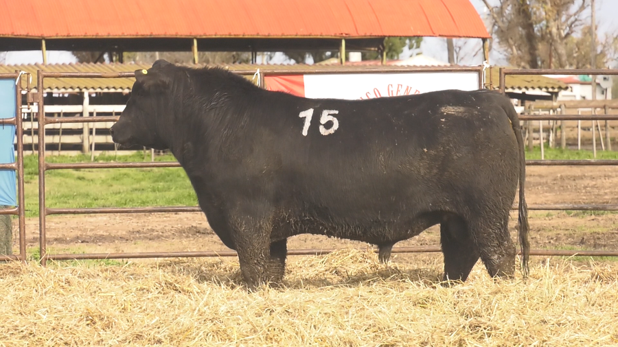 Lote TOROS ANGUS NEGROS  PC
