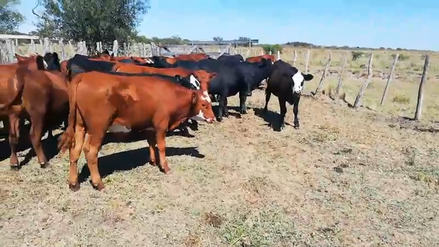 Lote 40 Terneros/as en Entre Ríos, Lucas N.