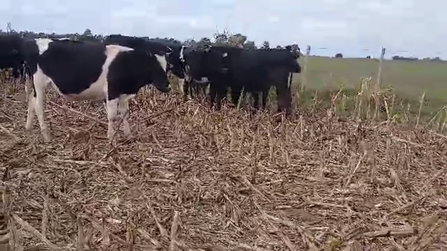 Lote 18 Novillos a remate en Pantalla Camy - Aniversario 31 Años, San José