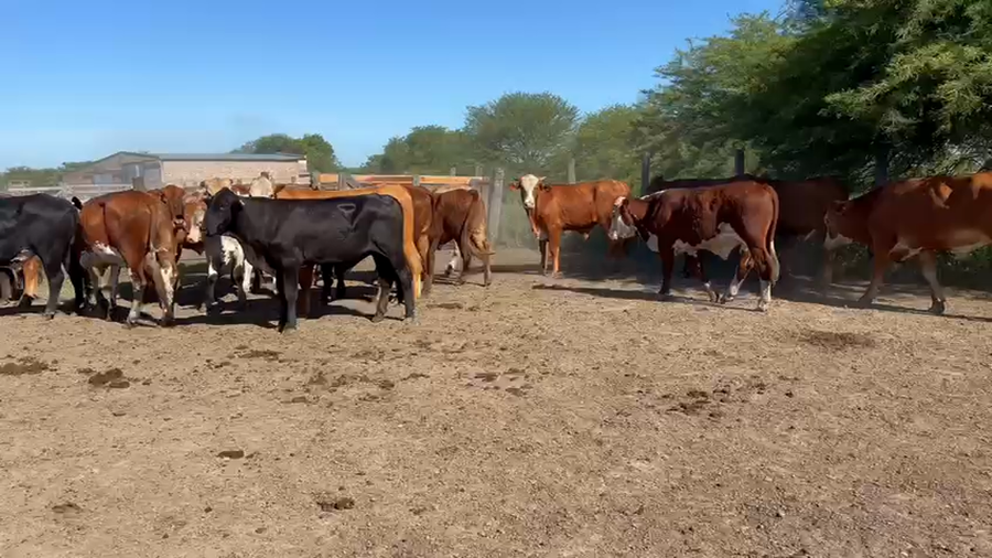 Lote 65 Novillos