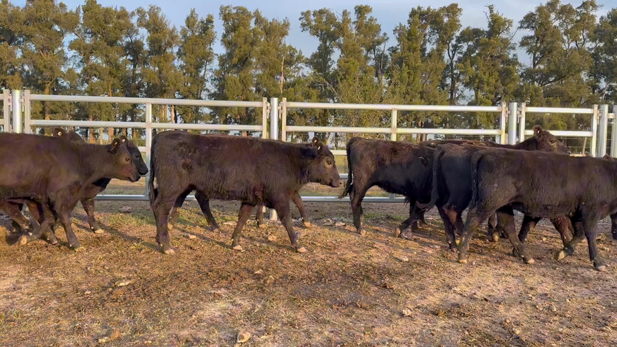 Lote 120 Terneras